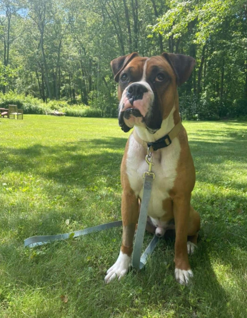 Adopt A Boxer