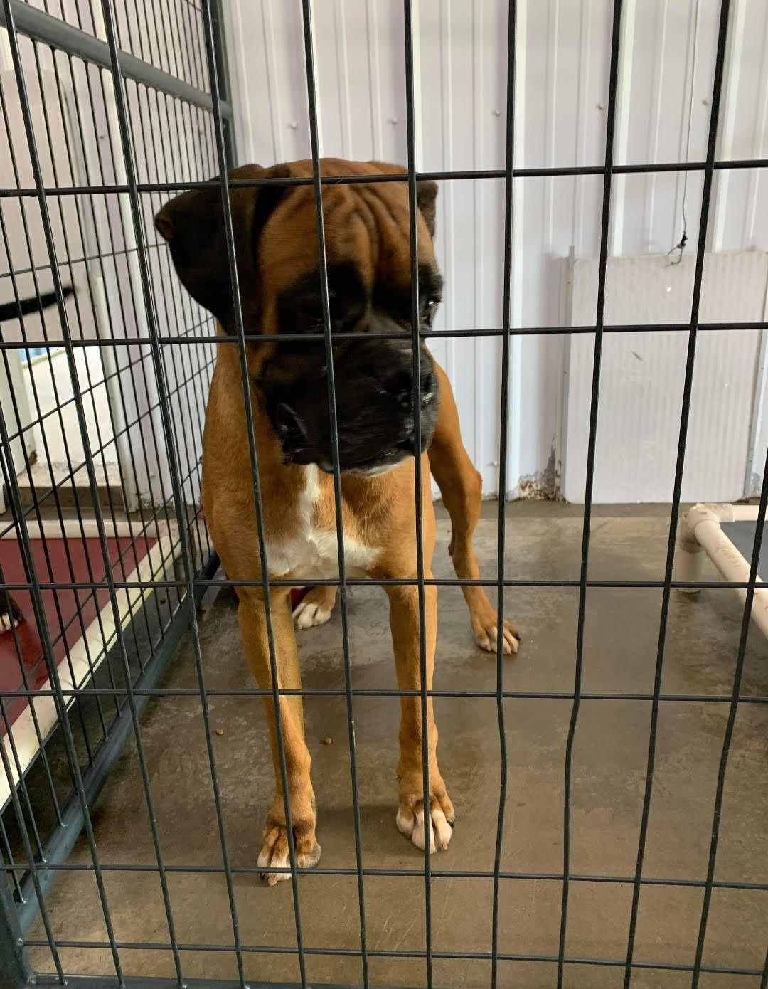 Adopt A Boxer