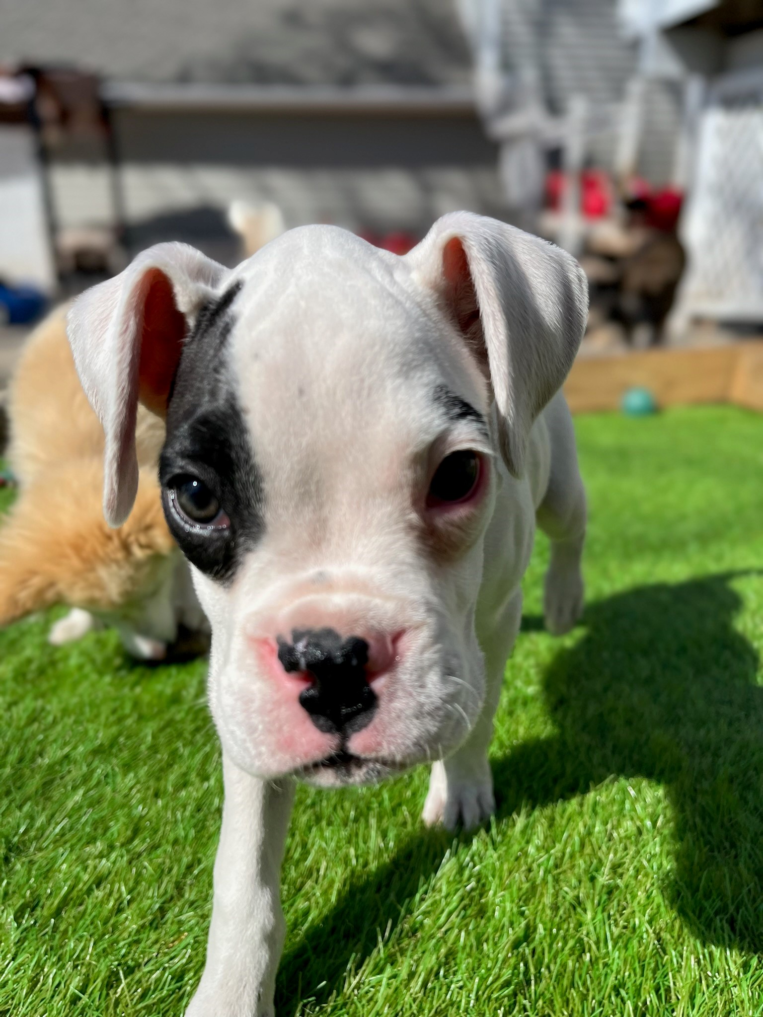 Adopt A Boxer adopt-a-boxer