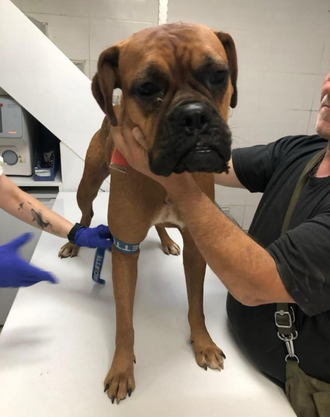 Adopt A Boxer
