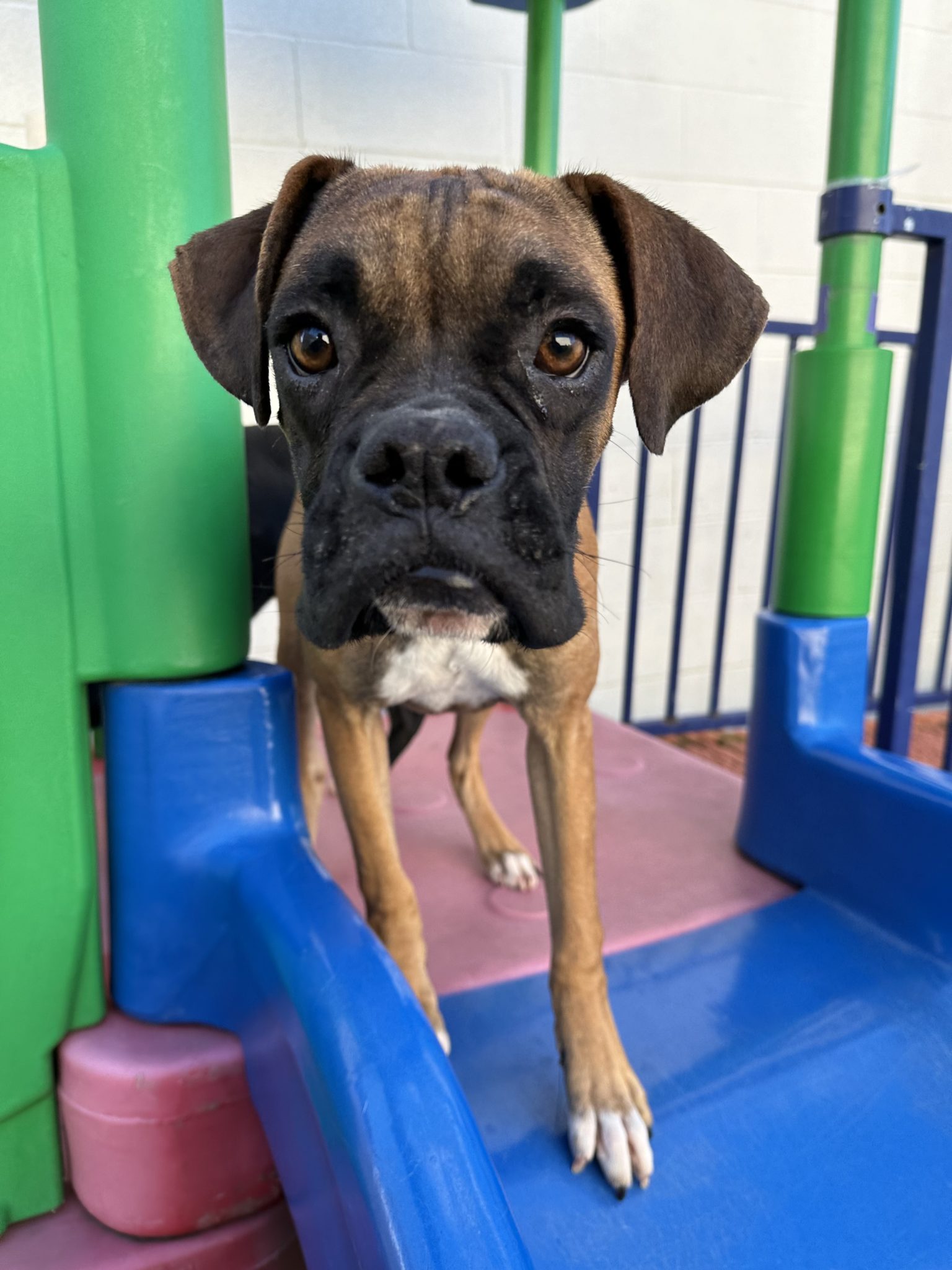 Adopt A Boxer   IMG 7020 1 1536x2048 