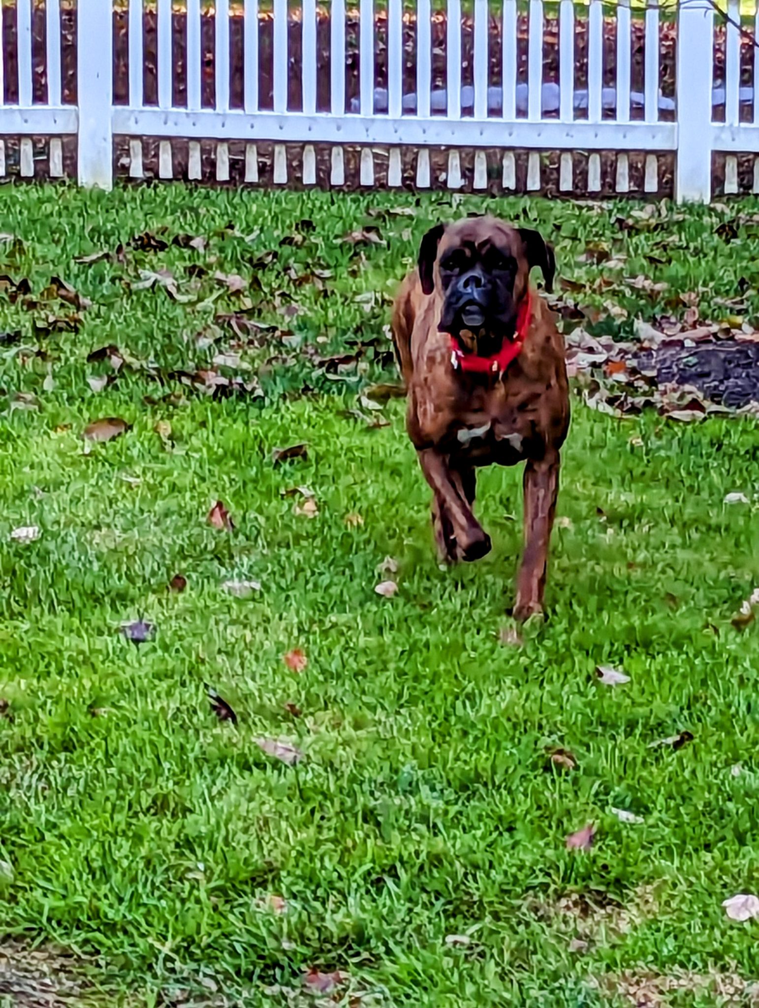 Adopt a boxer