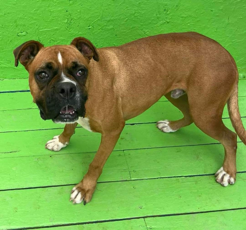 Adopt A Boxer