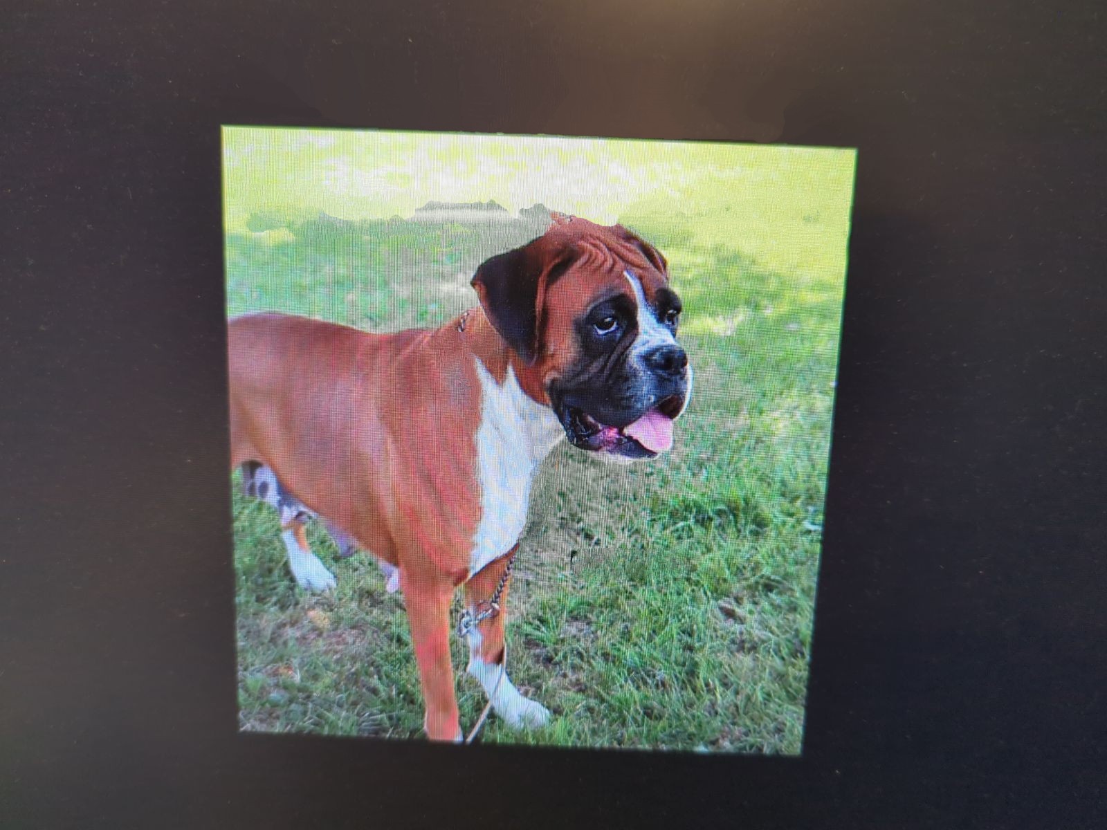 Adopt a boxer