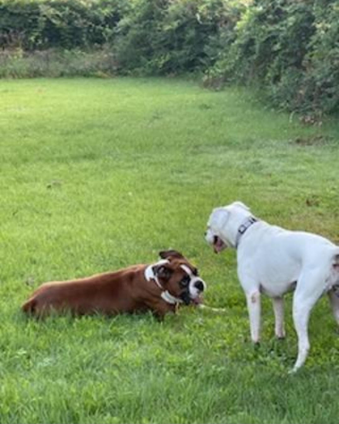 Adopt A Boxer
