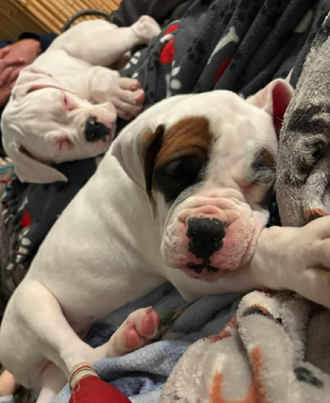 Adopt A Boxer